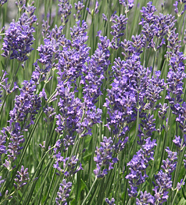 Lavendelhydrolat Bio 100ml - 10 Liter - Felslindenhof Naturprodukte